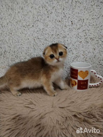 Золотая шиншилла. Котики и кошечка. Доставка