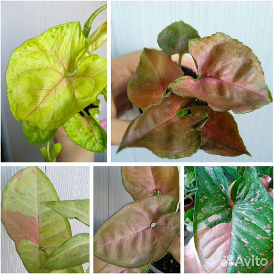 Сингониумы сортовые