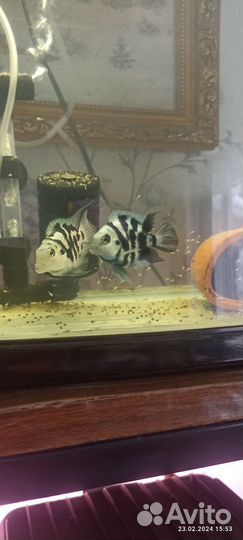 Аквариумные рыбки Сапфировый попугай и сомики