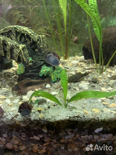 Улитки аквариумные ампулярии черничные