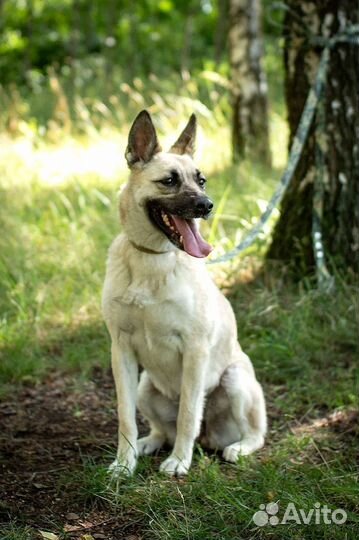 Ласковая Ириска ждет хозяина в приюте