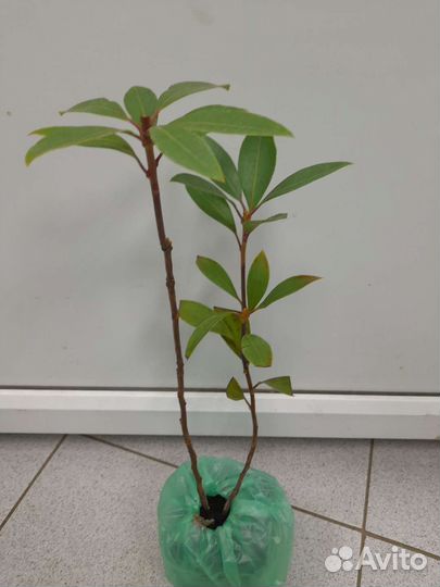 Кальмия широколистная Гинкона