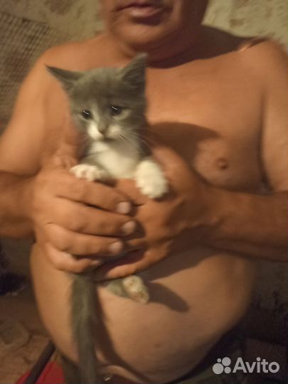 Кошка