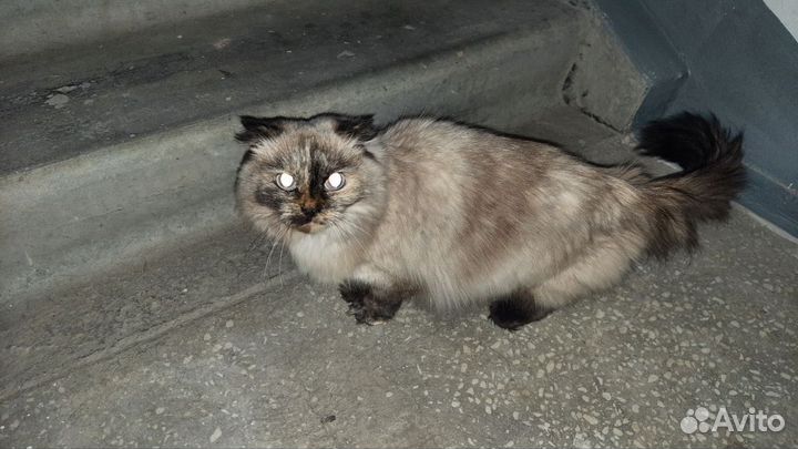 Вислоухая кошечка