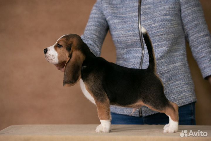 Щенок бигль