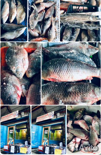 Рыба свежая и свежемороженая сырок