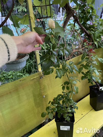 Роза флорибунда Лионс роуз