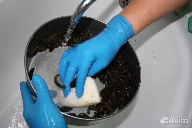 Медицинская восточная пиявка