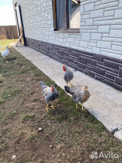 Легбар кремовый