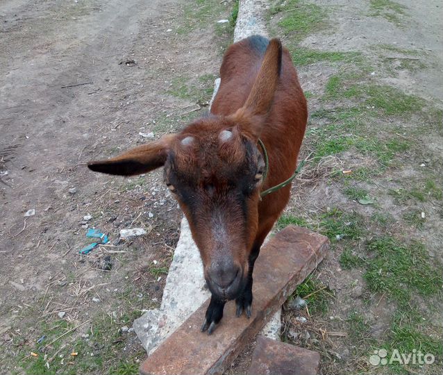 Коза дойная чешская