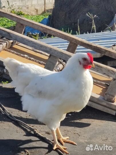 Куры молодки несушки