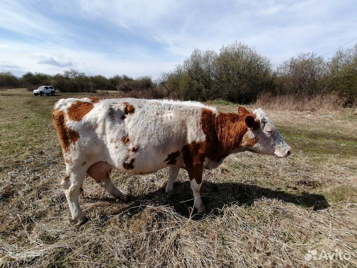 Продам коров, телят, быков