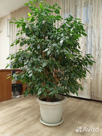 Фикус бенджамина