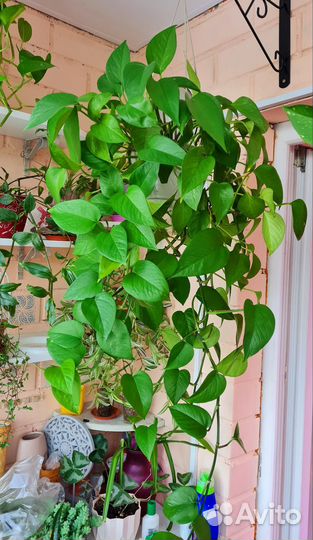 Эпипремнум золотистый (лат. Epipremnum aureum)