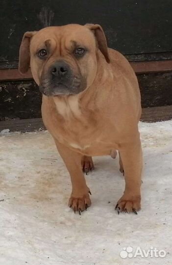 Бульдожка - спасеныш, бесплатно, из разведения