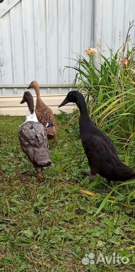 Мускусные утки, Индийский бегун