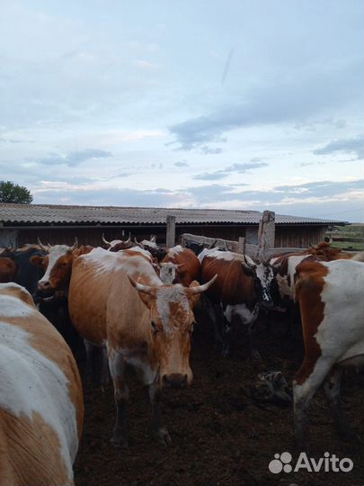 Коровы дойные и телки