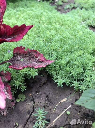 Очиток почвопокровный