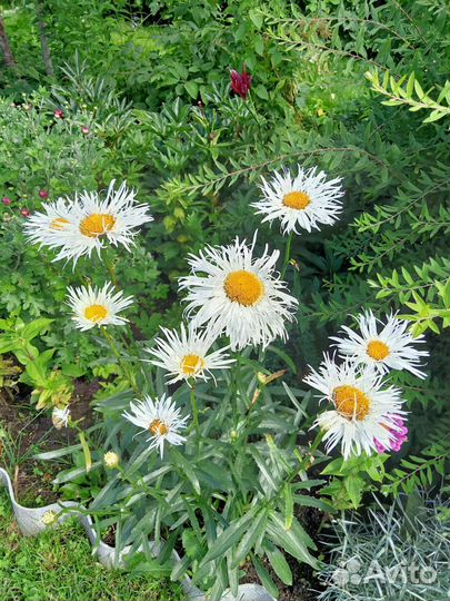 Ромашка,флоксы