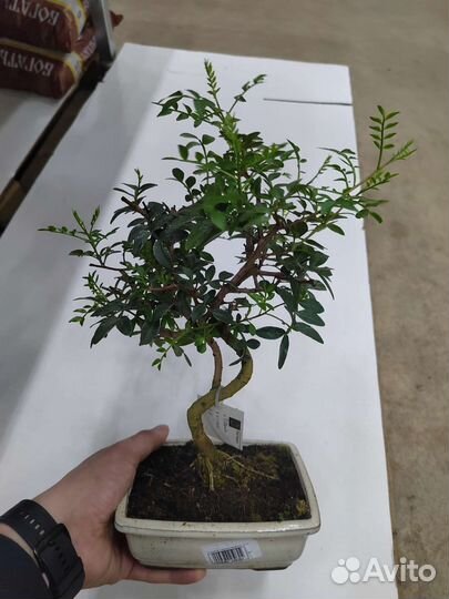 Бонсай фисташка