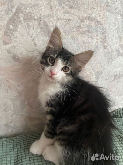 Котята в дар