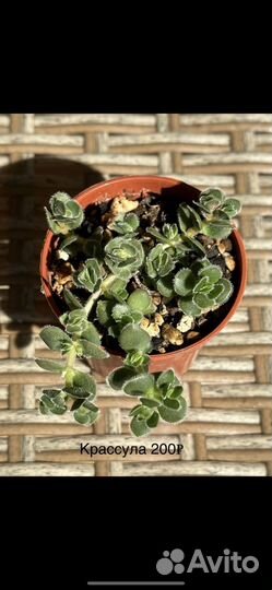 Растюшки от 150