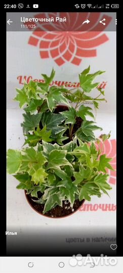 Суккулент микс, хедера 3 сорта