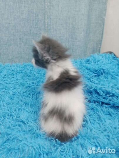 Кошка в дар бесплатно