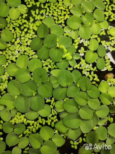 Улитки ампулярии