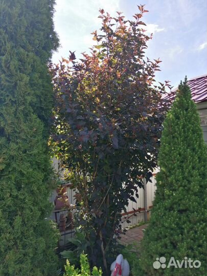 Пузыреплодник Дьяболо