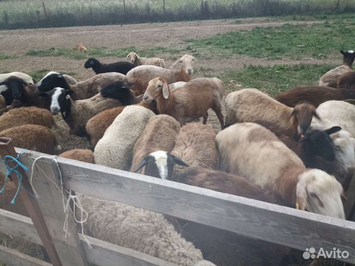 Продам овец