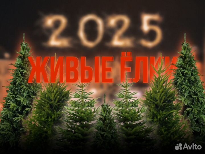 Ель и сосна живая