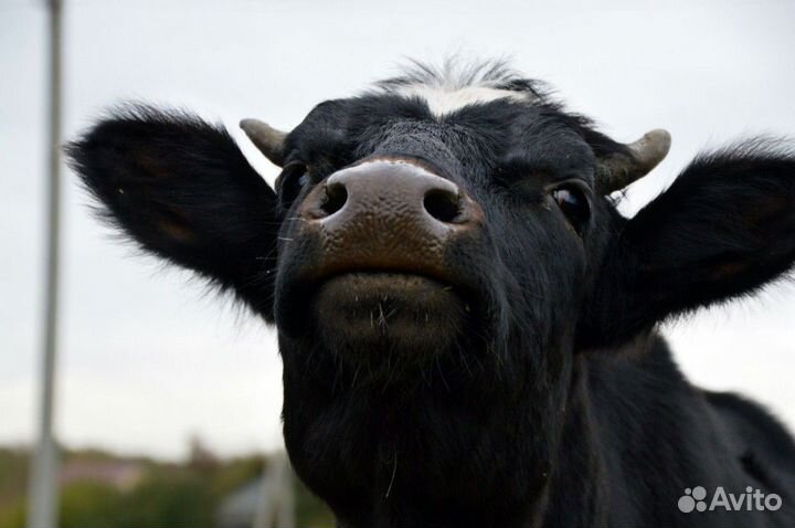 С/х животные