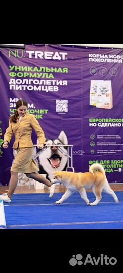 Собаки щенки