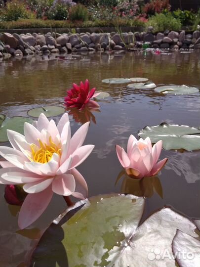 Нимфеи (водные лилии), растения, рыбы для пруда