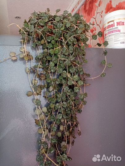 Хойя куртиси