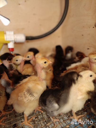 Цыплята домашние