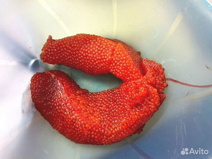 Форель розница