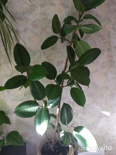 Фикус бенджамина
