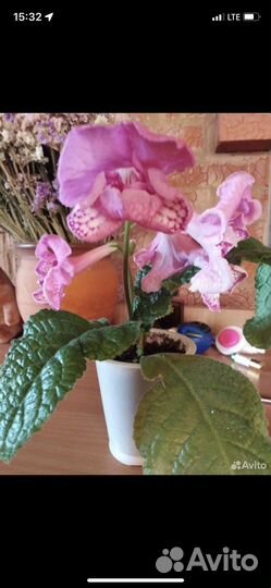 Стрептокарпусы