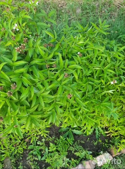 Норвежская малина