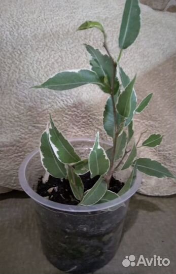 Фикус мелколистный Нина. Кротон