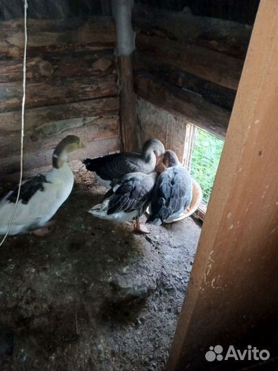 Продам гусей