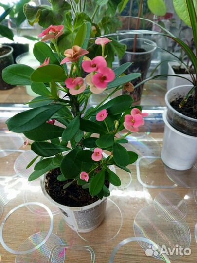 Молочай, фикус, драцена, шефлера