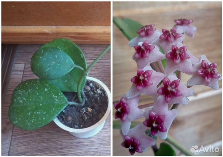 Хойи из личной коллекции