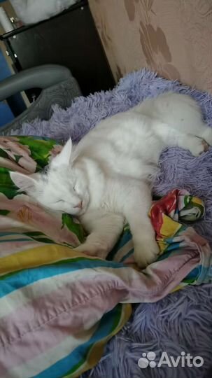 Турецкая ангора