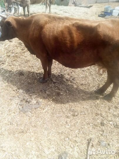 Коровы тёлки и бычки