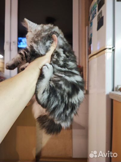Кошки, питомцы домашние