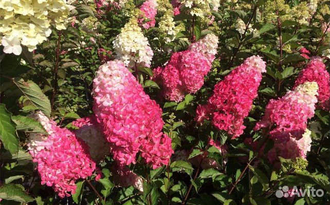 Гортензия Фрайз Мельба