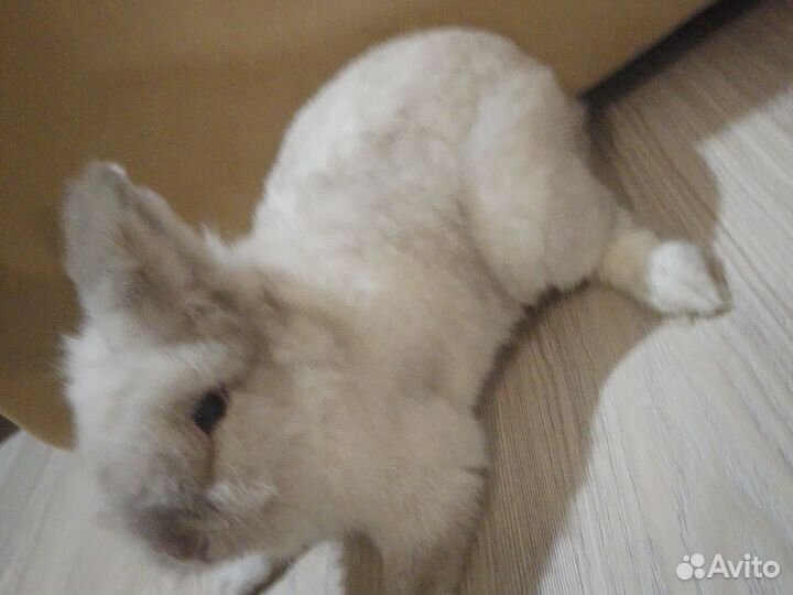 Домашний кролик